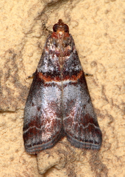 Pyralidae - Acrobasis advenella